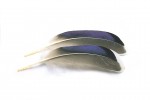 Mallard Duck wing quills blue/white tip
